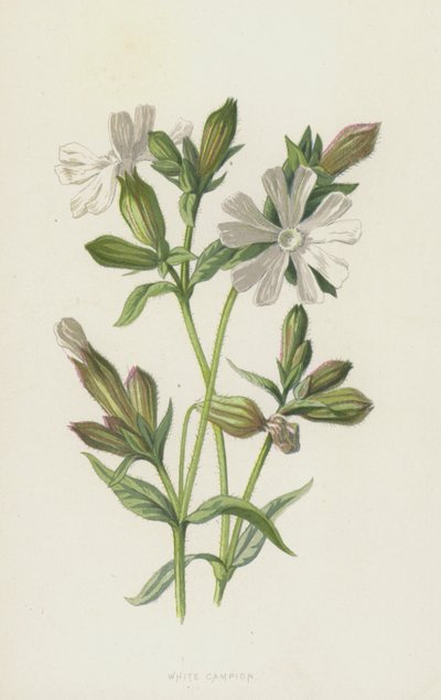 White Campion (chromolitho) od Frederick Edward Hulme