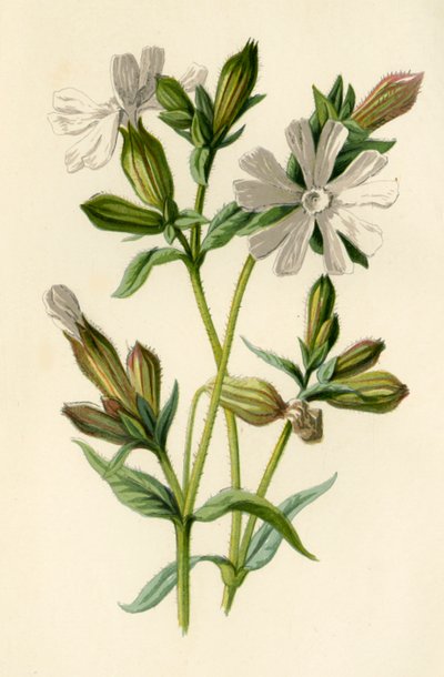 White Campion, 1877. od Frederick Edward Hulme