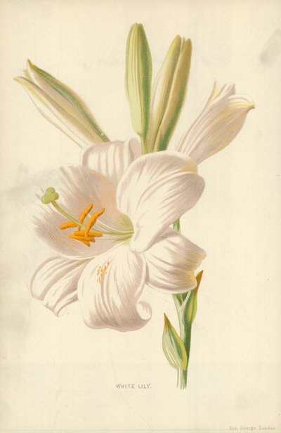bílá lilie od Frederick Edward Hulme