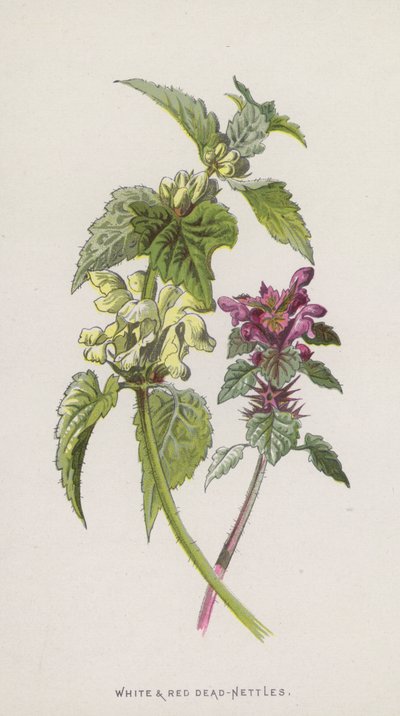 Bílé a červené kopřivy (chromolitho) od Frederick Edward Hulme