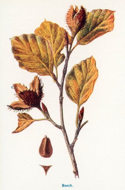 Divoké plody venkova: (barevná litografie) od Frederick Edward Hulme