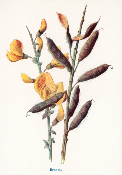  od Frederick Edward Hulme