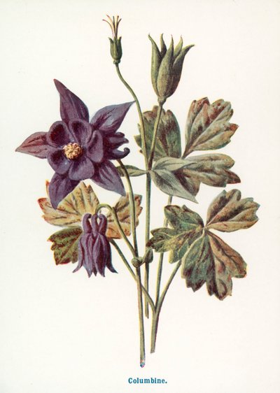  od Frederick Edward Hulme