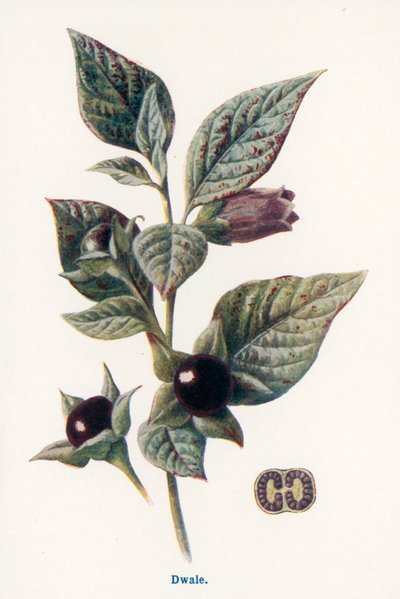  od Frederick Edward Hulme