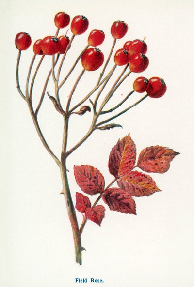 Divoké plody venkova: (barevná litografie) od Frederick Edward Hulme