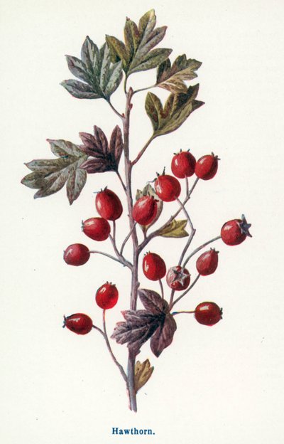 Divoké plody venkova: hloh (barevná litografie) od Frederick Edward Hulme