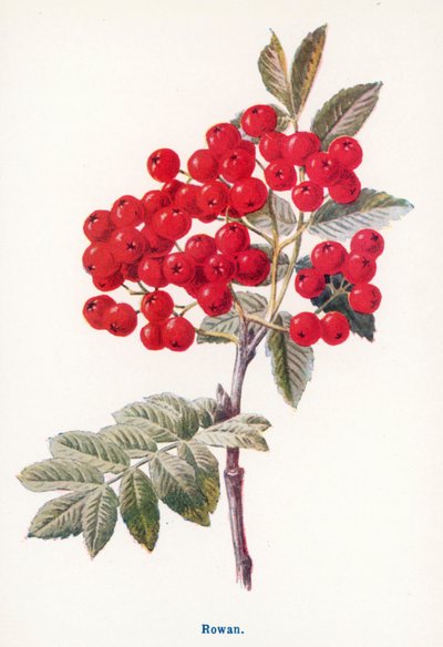 Divoké plody venkova: (barevná litografie) od Frederick Edward Hulme