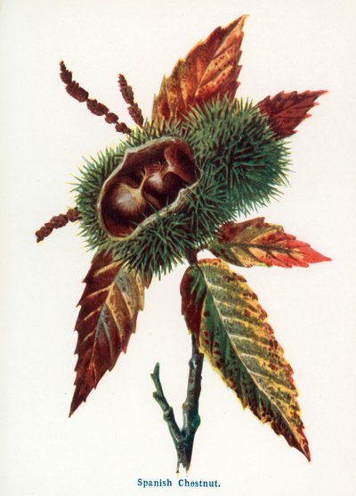 Divoké plody venkova: (barevná litografie) od Frederick Edward Hulme
