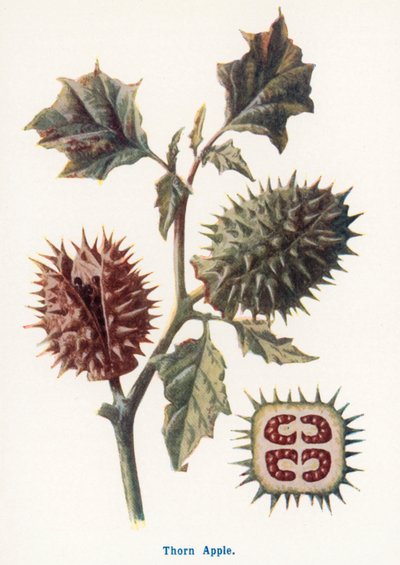  od Frederick Edward Hulme