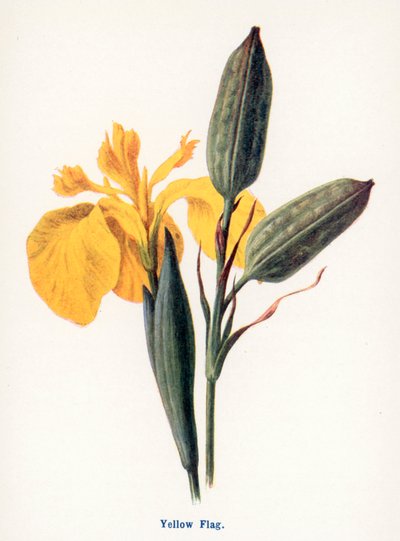  od Frederick Edward Hulme