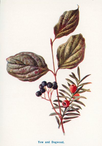 Divoké plody venkova: (barevná litografie) od Frederick Edward Hulme