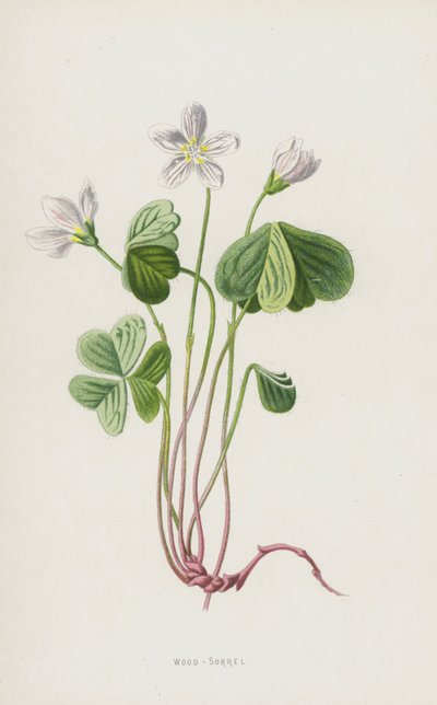 Wood-Sorrel (chromolitho) od Frederick Edward Hulme