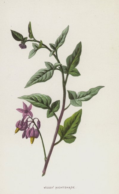 Woody Nightshade (chromolitho) od Frederick Edward Hulme