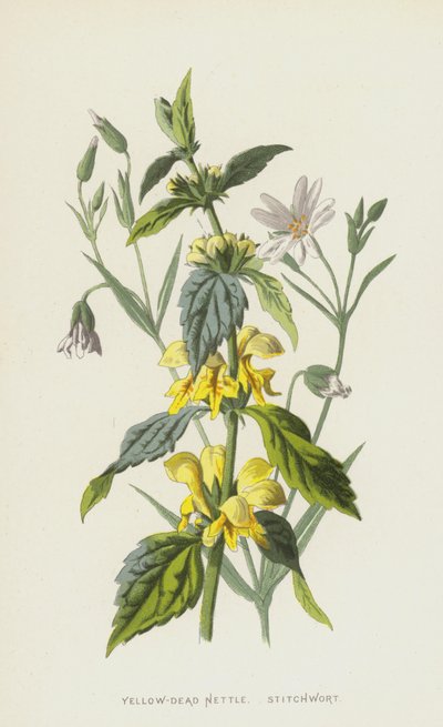 Kopřiva žlutozelená, stehýnka (chromolitho) od Frederick Edward Hulme