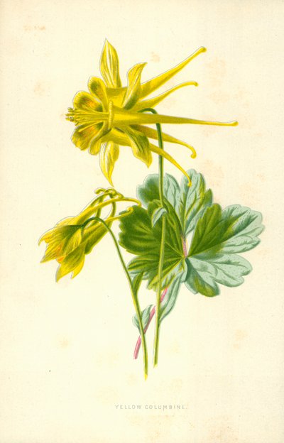 Žlutá Columbine od Frederick Edward Hulme