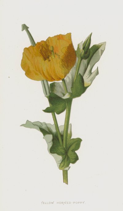 Žlutý mák rohatý (chromolitho) od Frederick Edward Hulme