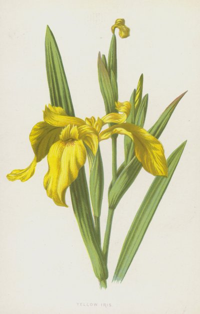 Kosatec žlutý (chromolitho) od Frederick Edward Hulme