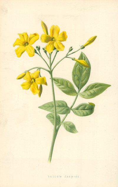 Žlutý jasmín od Frederick Edward Hulme