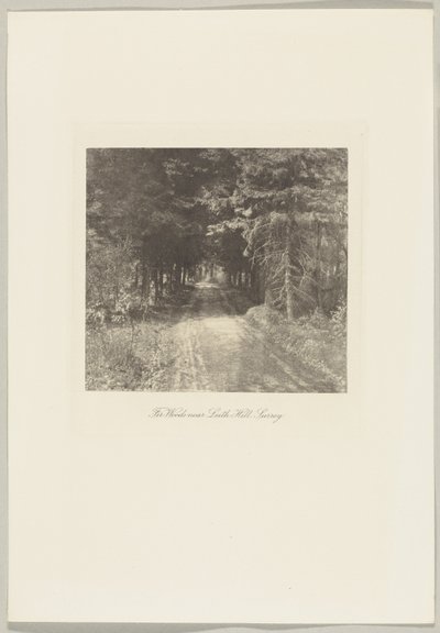 Jedlový les u Leith Hill, Surrey od Frederick H. Evans