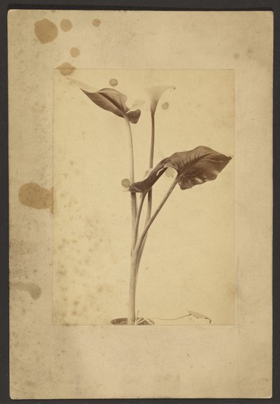 [Calla Lily] od Frederick H. Hollyer
