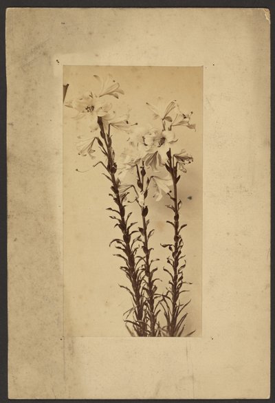 [Den Lily] od Frederick H. Hollyer