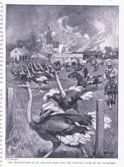 Zničení farmy Dr. Smartse a vypuštění pštrosů z knihy After Pretoria: The Guerilla War vydané nakladatelstvím Harmsworth Bros Limited, 1901 od Frederick Judd Waugh