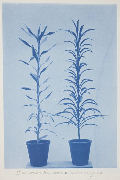 Draconas Sunderii et rubia elogans, konec 19.–začátek 20. století (kyanotypie na krémově tkaném papíru) od Frederick K. Coulson