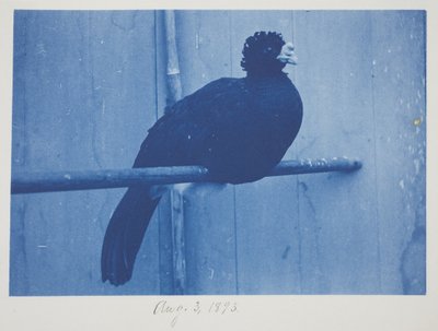 Great Curassow, 3. srpna od Frederick K. Coulson