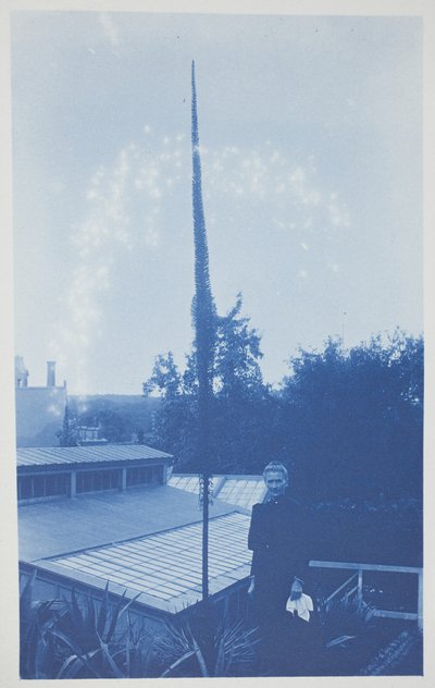 Bez názvu, konec 19.–začátek 20. století (kyanotypie na krémově tkaném papíru) od Frederick K. Coulson
