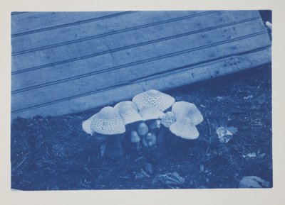 Bez názvu, konec 19.–začátek 20. století (kyanotypie na krémově tkaném papíře) od Frederick K. Coulson