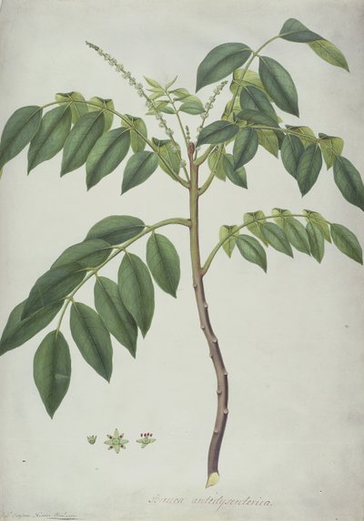 Brucea Antidysenterica, 1777 (wc a bc nad grafitem na pergamenu) od Frederick Polydor Nodder