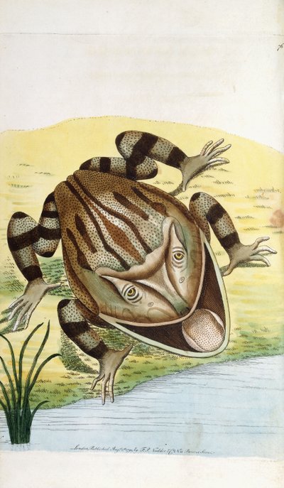 Rohatá žába od Frederick Polydor Nodder