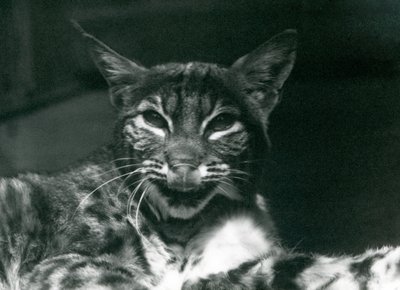 Baby Lynx Bobcat olizující si rty, Londýnská zoo, červen 1925 od Frederick William Bond