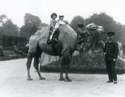 Jízda na velbloudu dvouhrbém s chovatelem Harrym Warwickem v londýnské zoo, červen 1924 od Frederick William Bond