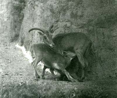 Barbarská ovce AoudadWaddanAruiArruis krmící své jehně na Mappin Terraces, Londýnská zoo, srpen 1927 od Frederick William Bond