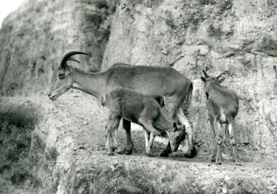 Barbarská ovce/Aoudad/Waddan/Arui/Arruis stojící se svými dvěma mláďaty na Mappin Terraces, Londýnská zoo, srpen 1927 (černobílá fotografie) od Frederick William Bond