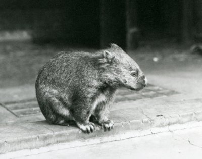 Vombat bosý/obyčejný/hrubosrstý sedící na zemi v londýnské zoo v roce 1929 (černobílá fotografie) od Frederick William Bond