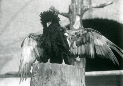 Orel Bateleur stojí na pařezu a roztahuje křídla, Londýnská zoo, 1925 od Frederick William Bond