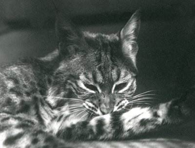 Bay Lynx Bobcat péče od Frederick William Bond