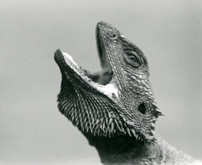 Bearded Dragon hledící vzhůru a zející, Londýnská zoo, srpen 1928 (černobílá fotografie) od Frederick William Bond