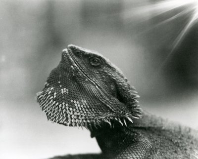 Vousatý ještěr vzhlíží k londýnské zoo v roce 1930 (černobílá fotografie) od Frederick William Bond