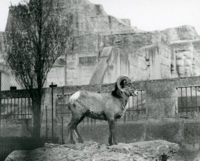 Beran Bighorn Sheep stojící na skále s výhledem na svůj výběh na úpatí Mappin Terraces, London Zoo. 1931 (černobílá fotografie) od Frederick William Bond