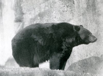Černý medvěd stojící ve svém výběhu na Mappinových terasách v londýnské zoo v roce 1924 od Frederick William Bond