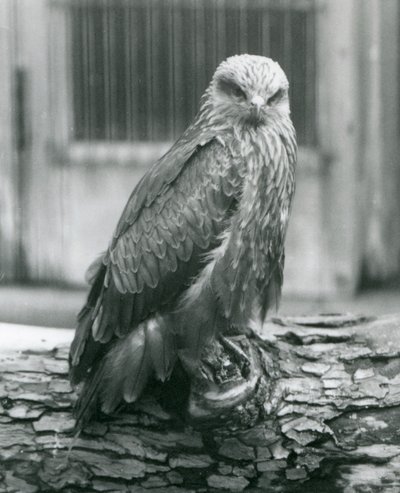 Černý drak odpočívající na kládě, Londýnská zoo, srpen 1926 (černobílá fotografie) od Frederick William Bond