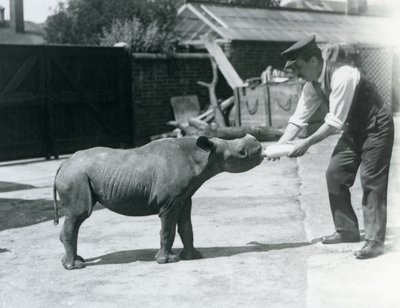 Mládě nosorožce černého krmené jeho chovatelem, londýnská zoo, září 1928 od Frederick William Bond