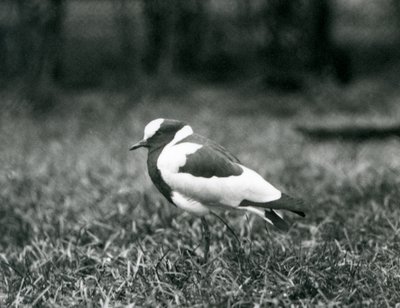 Kovář čejka stojící na trávě v londýnské zoo, srpen 1927 od Frederick William Bond