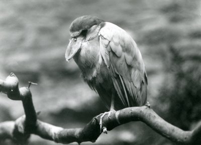 Volavka člunozobá neboli Boatbill, sedící na větvi v londýnské zoo, červen 1924 od Frederick William Bond