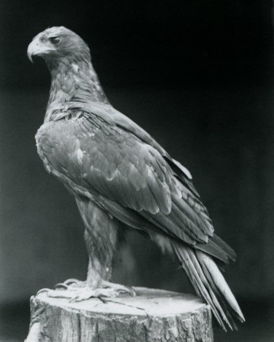 Booted Eagle stojící na pařezu v londýnské zoo v červnu 1926 od Frederick William Bond