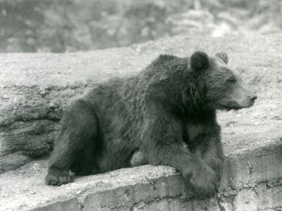 Medvěd hnědý odpočívá na římse v londýnské zoo v roce 1924 od Frederick William Bond