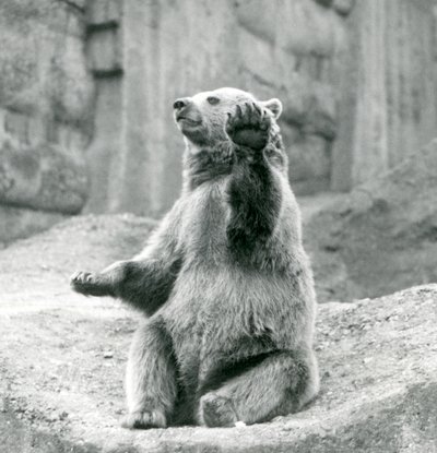 Medvěd hnědý sedí na skalnaté římse a mává jednou ze svých předních tlap, Londýnská zoo, září 1927 od Frederick William Bond
